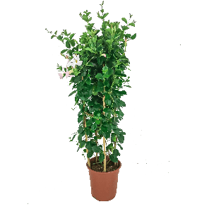 mandevilla wit.png