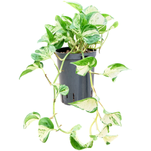 manjula variegata.png