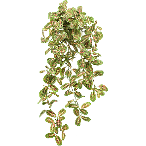 maranta-hanging-bush-kunstplant_4b8b69.png