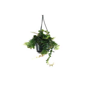 Marcgravia umbellata totaal-Photoroom_1.png