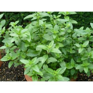 Mentha Piperita.jpg