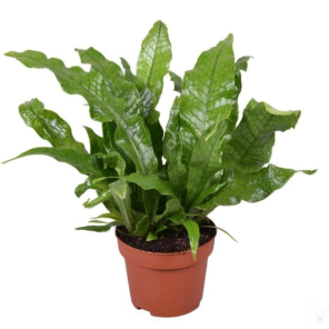 microsorum crocodyllis .png