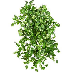 Mini Pothos PNG.png