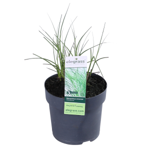 miscanthus-graziella-5-15.png