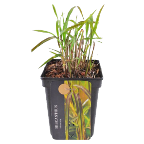 miscanthus-sinensis-5-15-cm.png