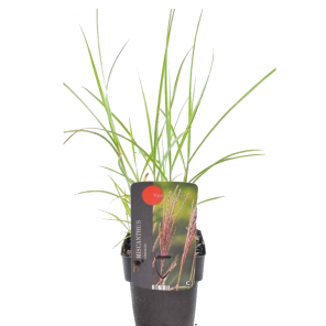 miscanthus-sinensis-ferner-osten.png