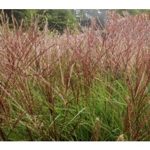 miscanthus-sinensis-kleine-silberspinne-sfeer_f771b3.jpg