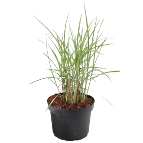 miscanthus-sinensis-malepartus.png