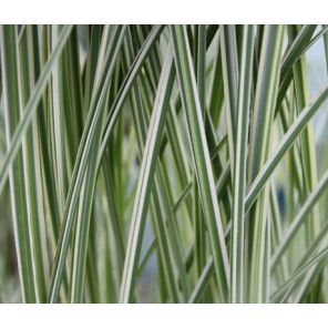 miscanthus-sinensis-morning-light-sfeer_6dc436.jpg