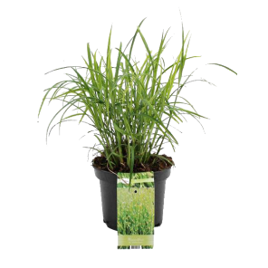 miscanthus-sinensis-silberfeder.png