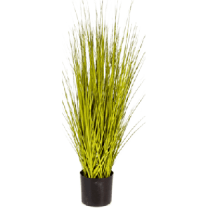 Miscanthus Gold Grass PNG.png