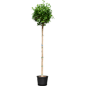 moclame op stam xxxl hydro.png