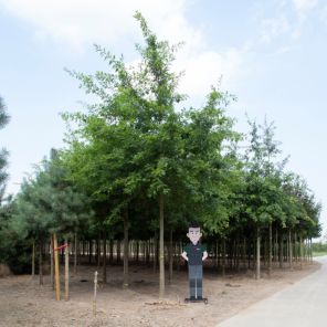 moeraseik volgroeid.jpeg