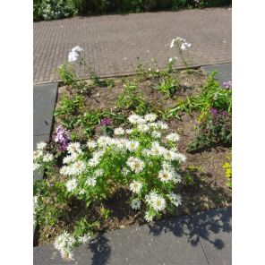 Monarda 'Schneewittchen'.jpg