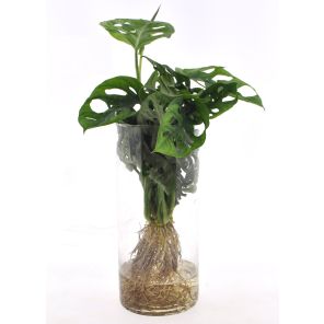 Monstera adansonii in Cylinderglas.jpg