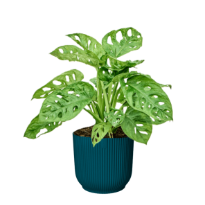 monstera adansonii in elho vibes blauw.png