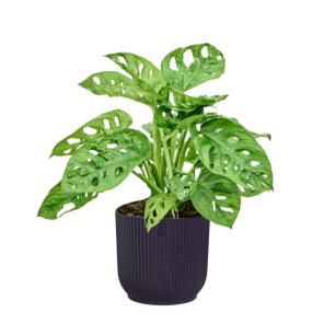 monstera adansonii in elho vibes paars.png