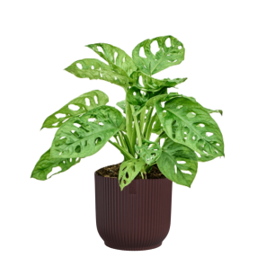 monstera adansonii in elho vibes rood.png
