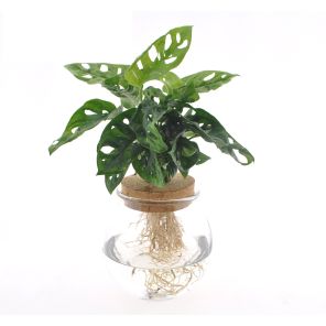 Monstera Adansoniie in bolglas.jpg