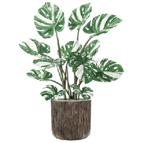 Monstera deliciosa Bsuh in Baq Luxe Lite Universe Waterfall 1.png