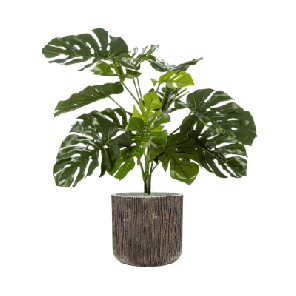 Monstera deliciosa in Baq Luxe Lite Universe Waterfall 1.png