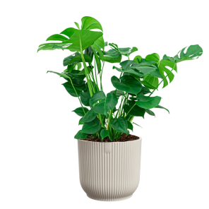 Monstera deliciosa in vibes wit.png