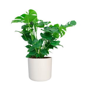 Monstera Gatenplant in Elho Soft Wit pot.png