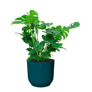 Monstera Gatenplant in Elho Vibes XL - blauw.png