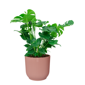 Monstera Gatenplant in Elho Vibes XL - Roze.png