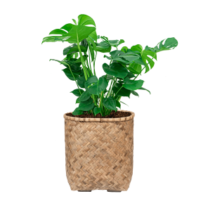 Monstera Gatenplant Large in Bohemian Bamboo Round.png