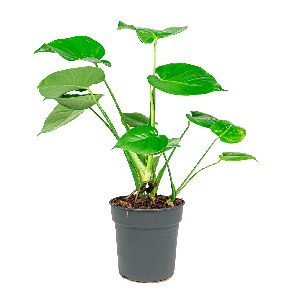 MONSTERA GATENPLANT S - WEB.png