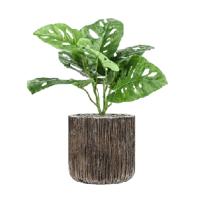 Monstera in Baq Luxe Lite Universe Waterfall 1.png