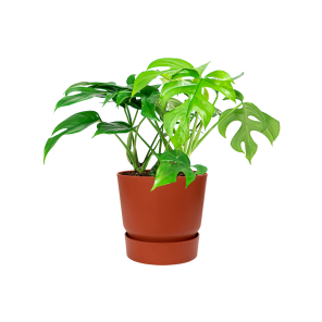 Monstera Minima Small in Elho Greenville round - bruin.png