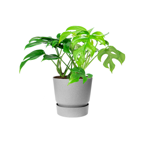 Monstera Minima Small in Elho Greenville round - grijs.png