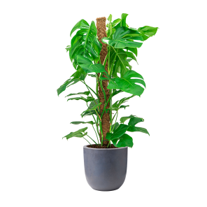 Monstera Mosstok Medium in Capi Urban Egg planter smooth medium - grijs.png