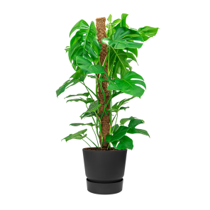 Monstera Mosstok Medium in Elho Greenville round DM 30 - antraciet.png