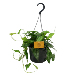 monstera siltepecana.png