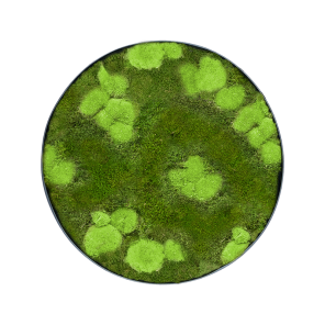 mosschilderij bol en platmos rond.png