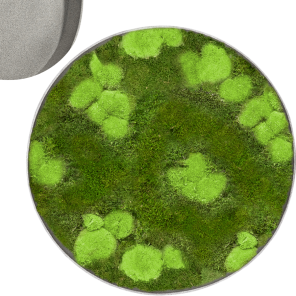 Mosschilderij Rond 30- Bolmos 70- Platmos Natural_1.png