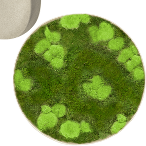 Mosschilderij Rond 30- Bolmos 70- Platmos Wit.png