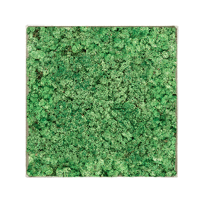 Mosschilderij vierkant 100- Rendiermos Grasgroen Concrete Frame.png