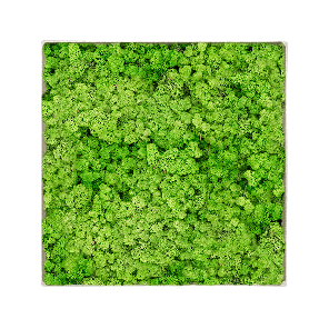 Mosschilderij vierkant 100- Rendiermos Licht Grasgroen Concrete Frame.png