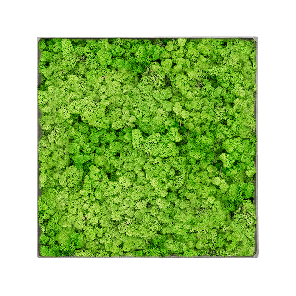 Mosschilderij vierkant 100- Rendiermos Licht Grasgroen Grey Frame.png