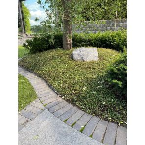 Muehlenbeckia complexa.jpg