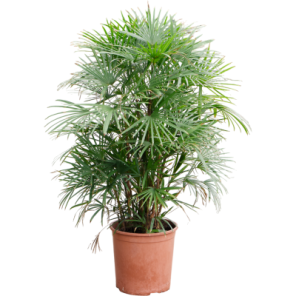 multifida l.png