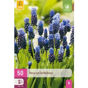Muscari Latifolium_1.jpg
