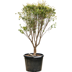 Myrciaria cauliflora.png