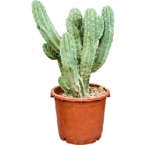 Myrtillocactus geometrizans m.png