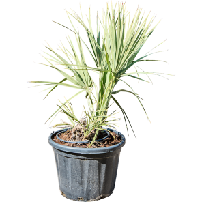 Nannorrhops ritchiana_1.png