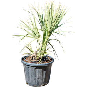 Nannorrhops ritchiana.png